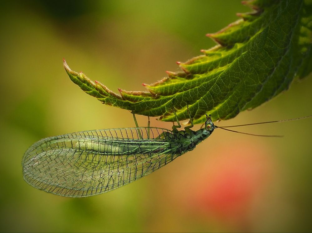 Златоглазка