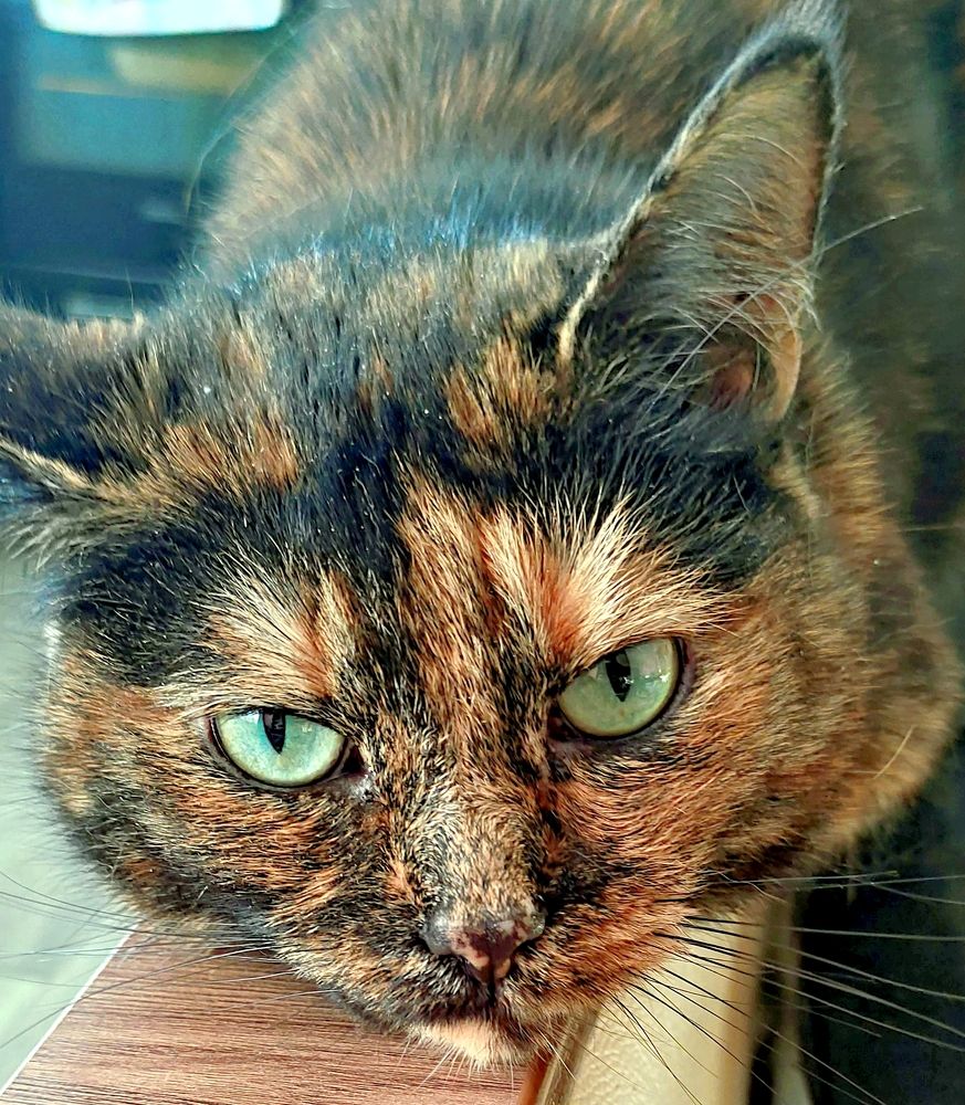 Зелёные глаза кошки