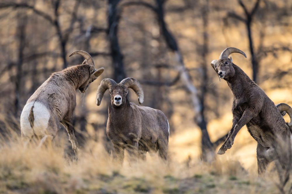 Photograph by Tony Douzenis