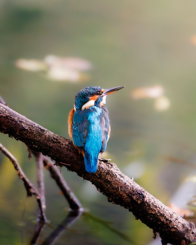 Kingfisher