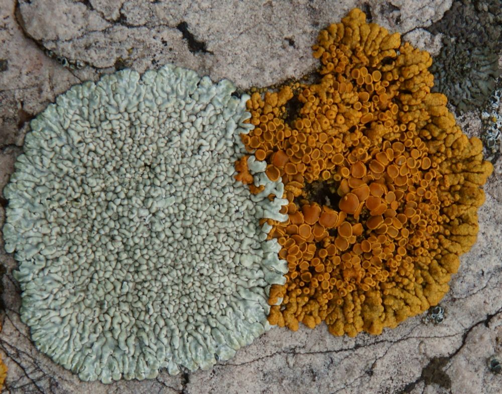 Неразлейвода.