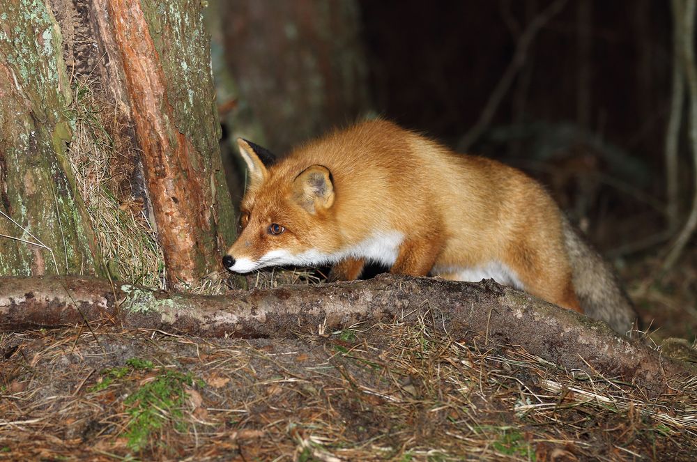 Фотография автора Гусар Александр