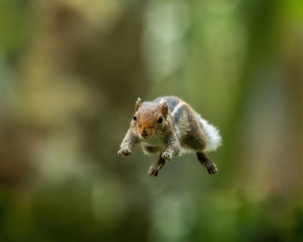 Photograph by Anandhu M