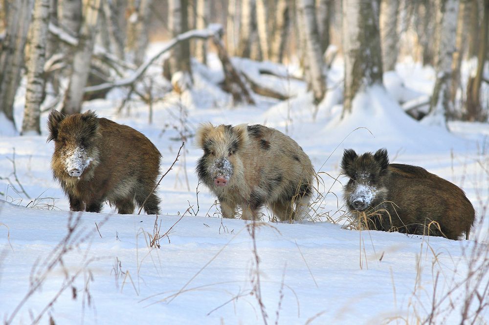 Photograph by Михаил Крюков