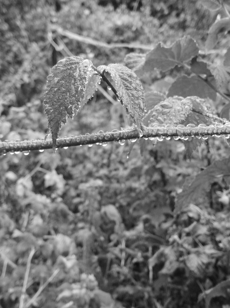 Photograph by Елена Коробченко