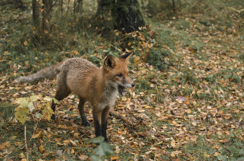 Фотография автора Людмила Куприянова