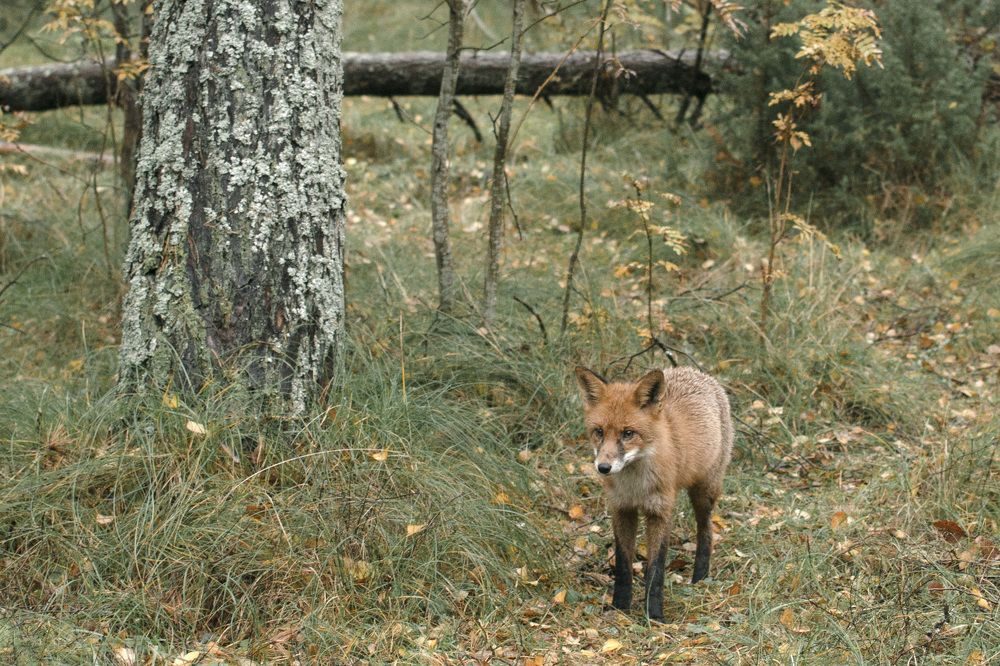 Фотография автора Людмила Куприянова