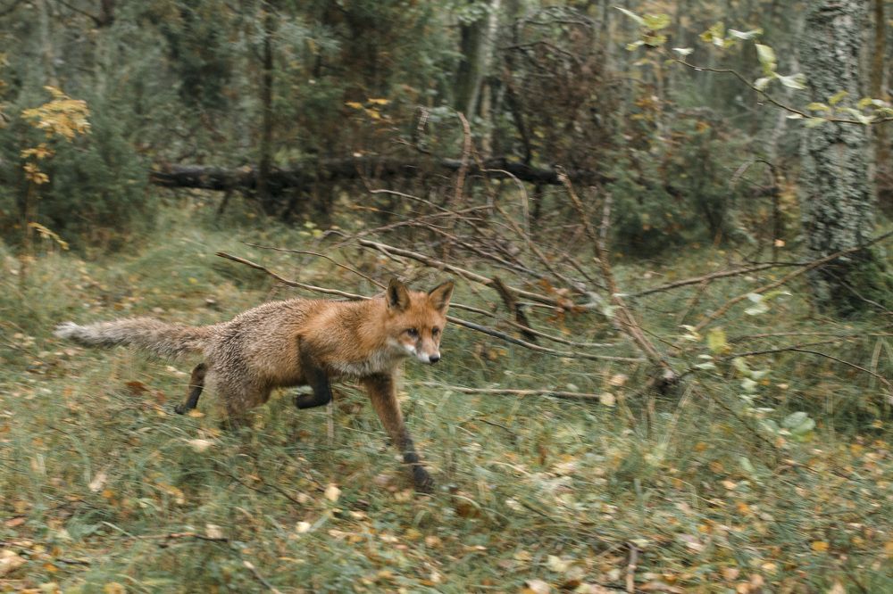 Фотография автора Людмила Куприянова