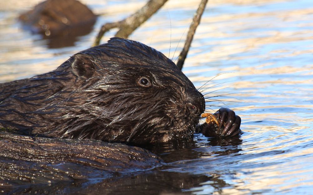 Photograph by Борис Новиков