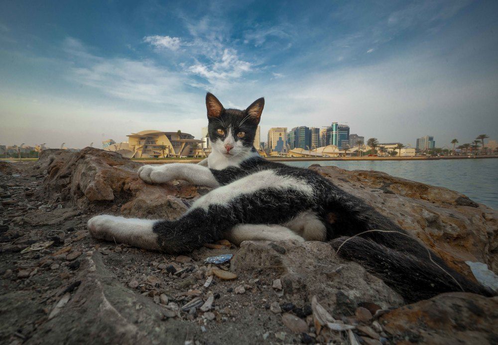 Urban Wilderness: A Vital Thread in Earth's Tapestry