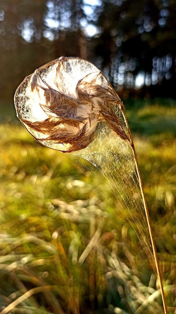 Photograph by Олеся Лосыгина