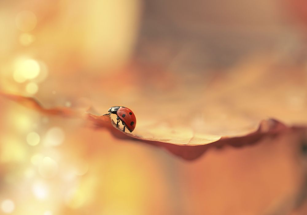 Дорогу осилит идущий..