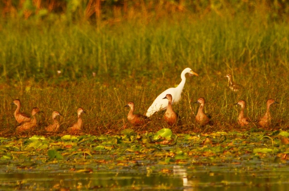 Photograph by KAUSHIK ROY CHOWDHURY
