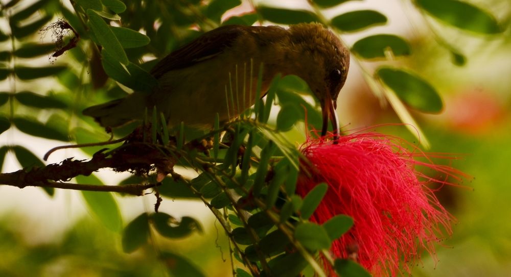 Photograph by KAUSHIK ROY CHOWDHURY