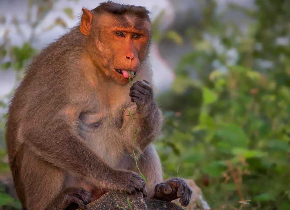 Photograph by G N RAJA