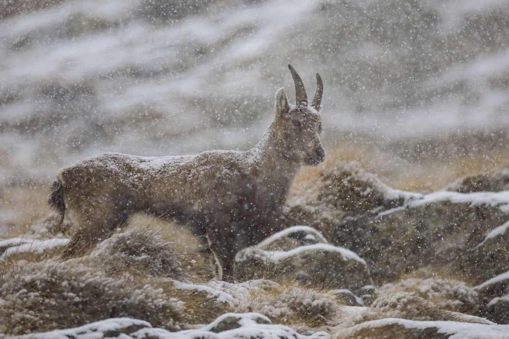 Photograph by Marco Rondi