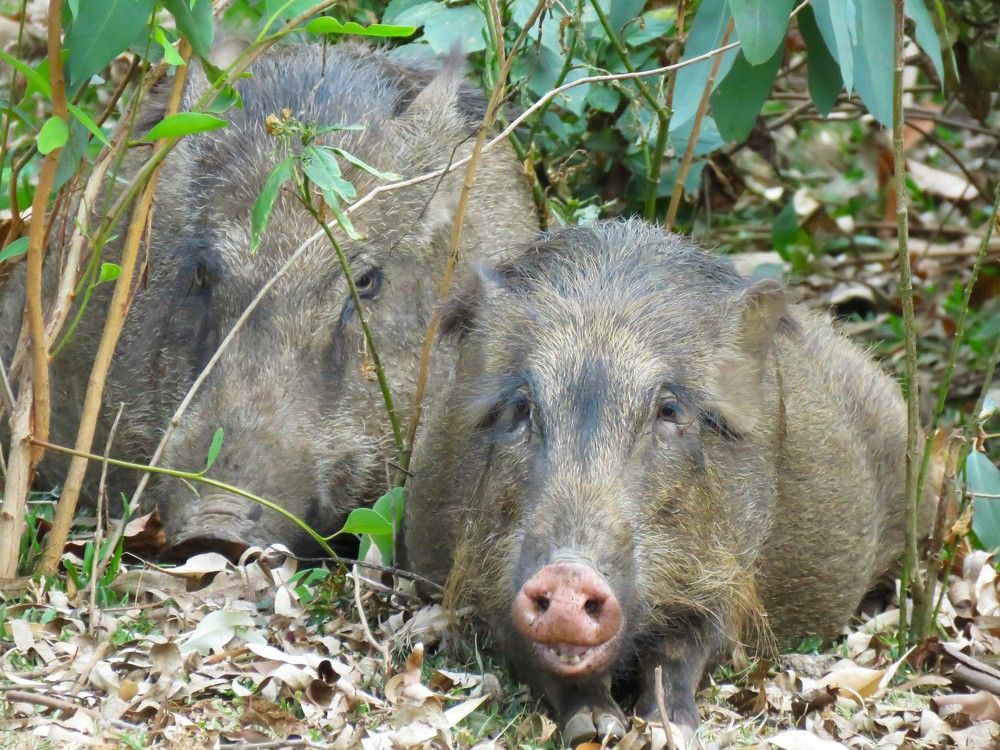 2 undercover wild boars look on