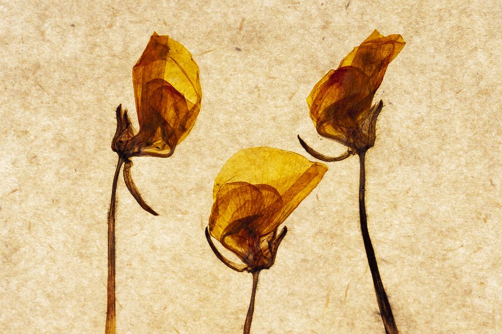 Photograph by Hernan Jaramillo