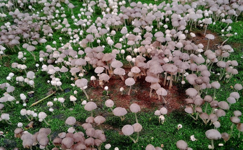 Photograph by Mauricio Brasilli