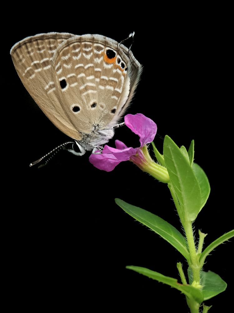 Photograph by sunil kumbar