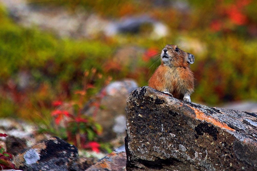 Photograph by Александр Велигура