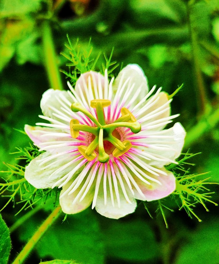 Photograph by Srinath Dinker Sonar
