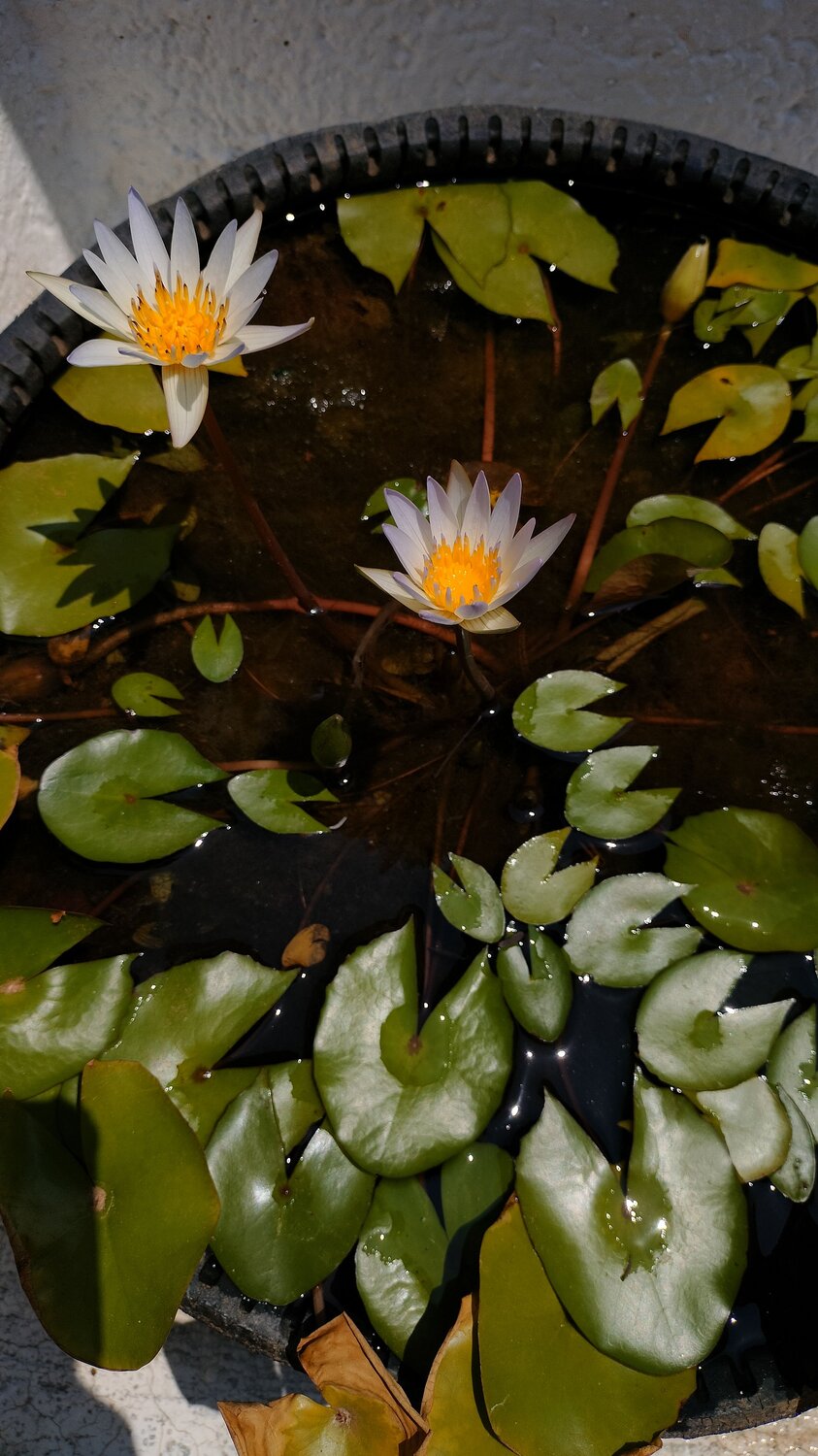 Photo #9896782