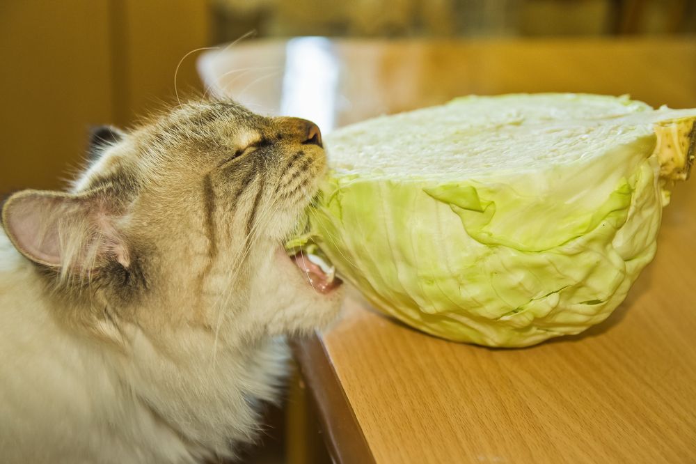 Photograph by Виктор Евстратов