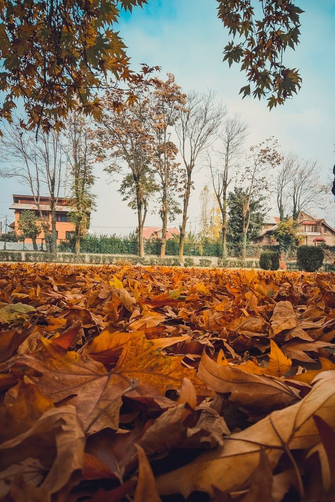 In the magic of autumn, everything feels golden. ✨ ? ......... ....... ..... ... .