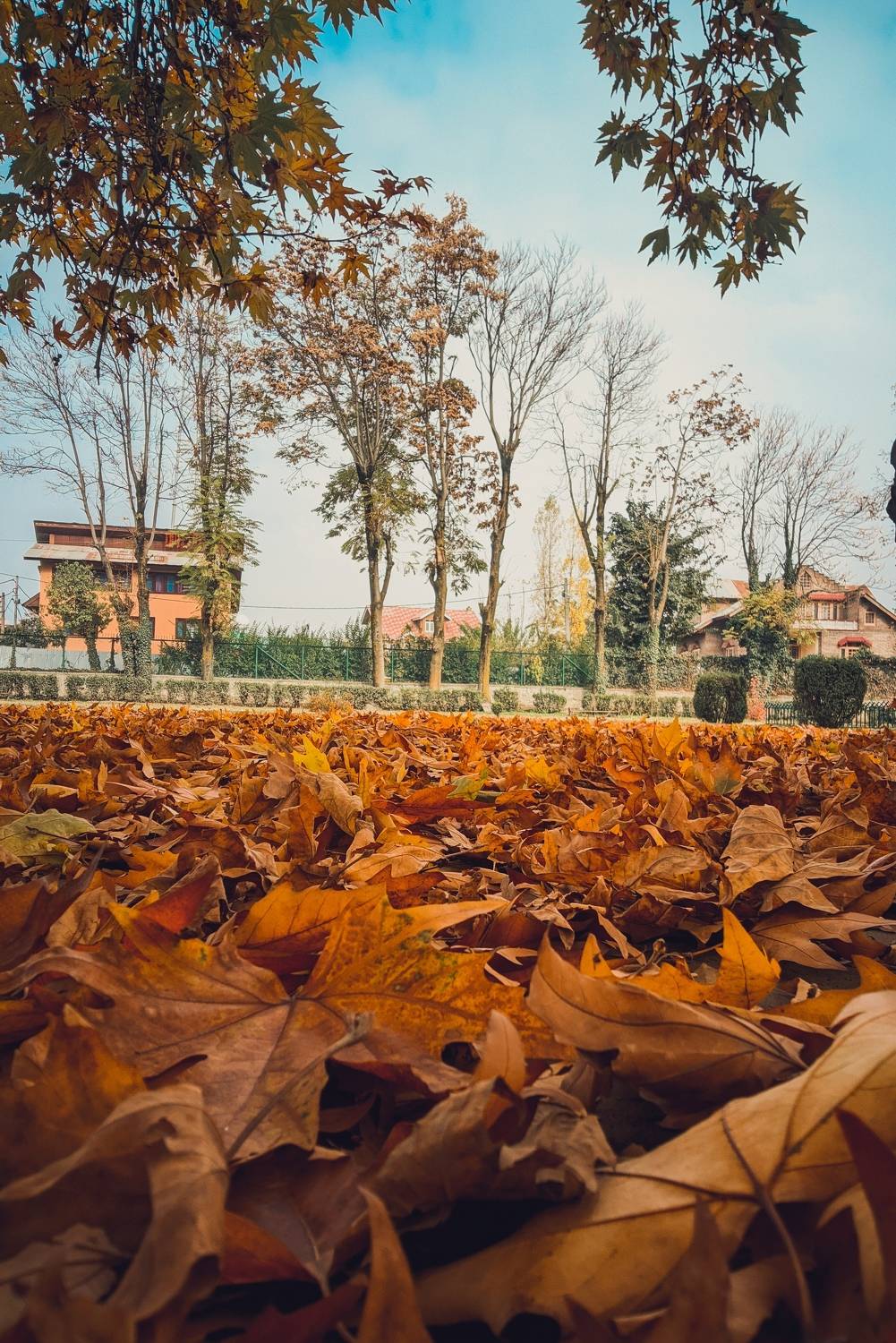 In the magic of autumn, everything feels golden. ✨ ? ......... ....... ..... ... . In the magic of autumn, everything feels golden. ✨ ? ......... ....... ..... ... .