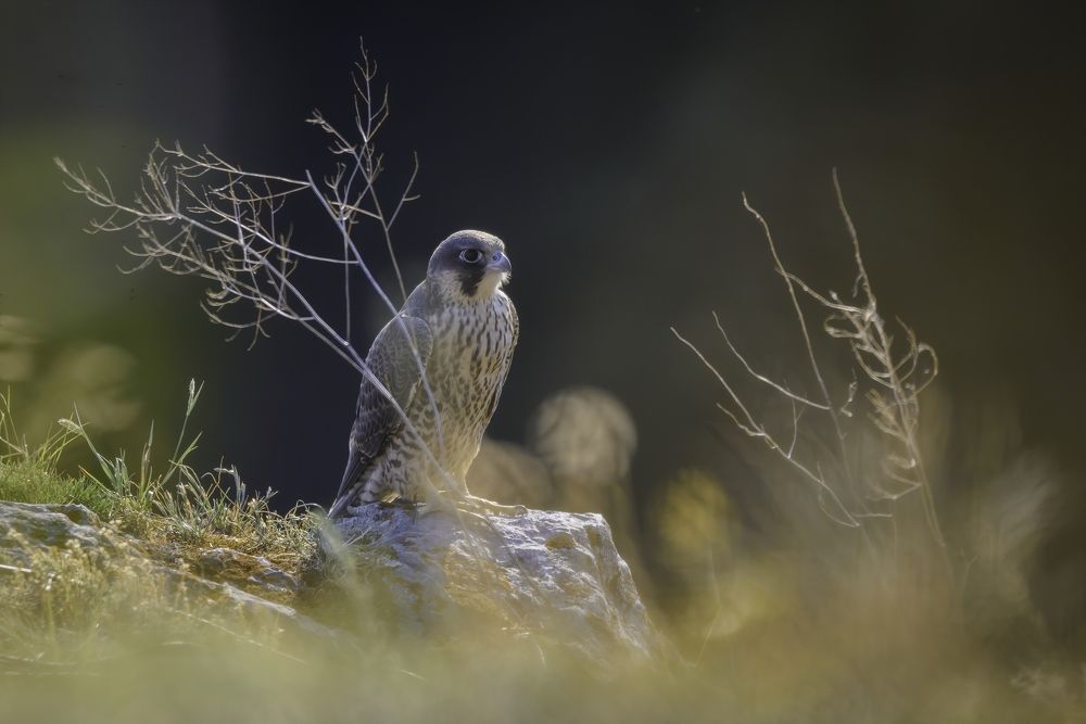 Photograph by Максим Маркин