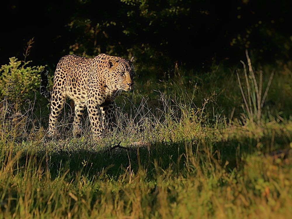 Photograph by Jacques Nel