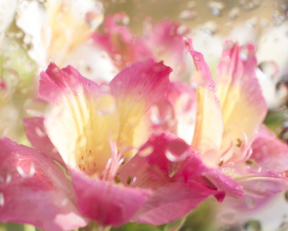 Фотография автора Анастасия Павловна