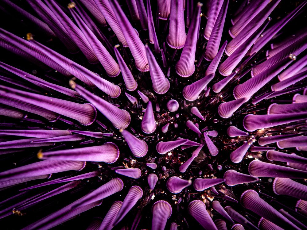 Photograph by Alexander Plakida