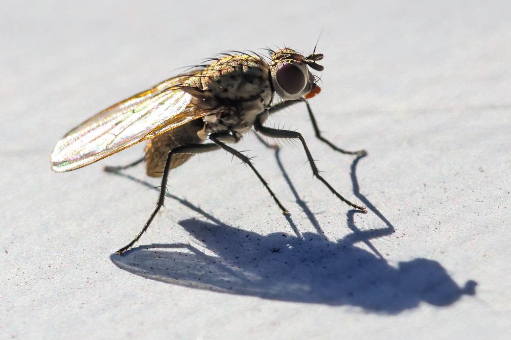 Photograph by Gregor Kobilica