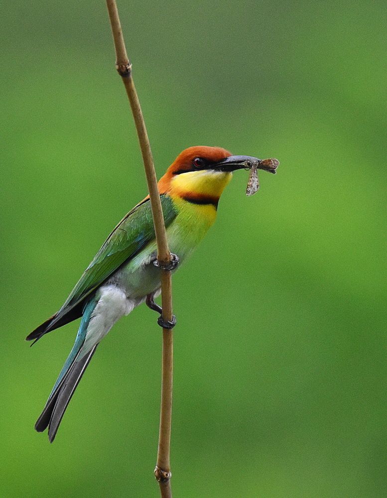 Photograph by Shankha Debnath