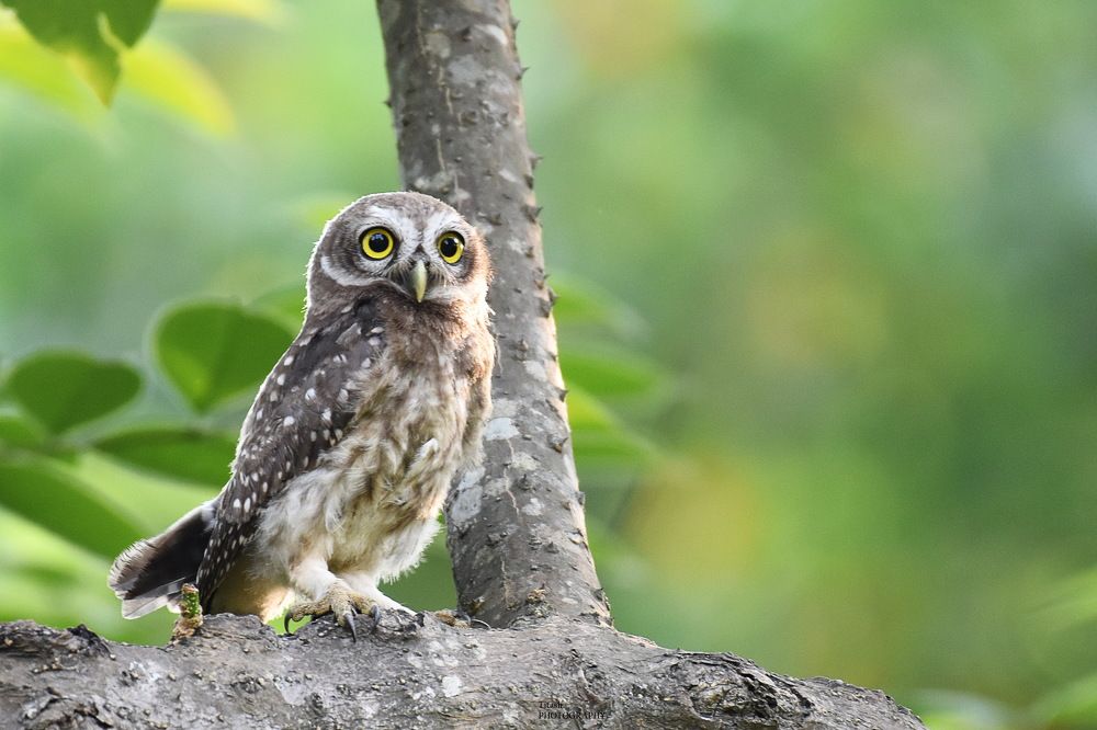 Photograph by Shankha Debnath