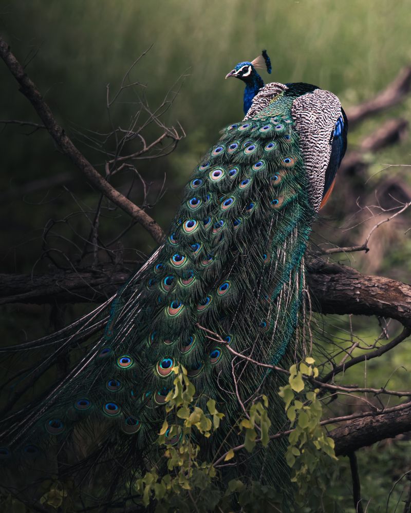 Photograph by Nyonika Rawal