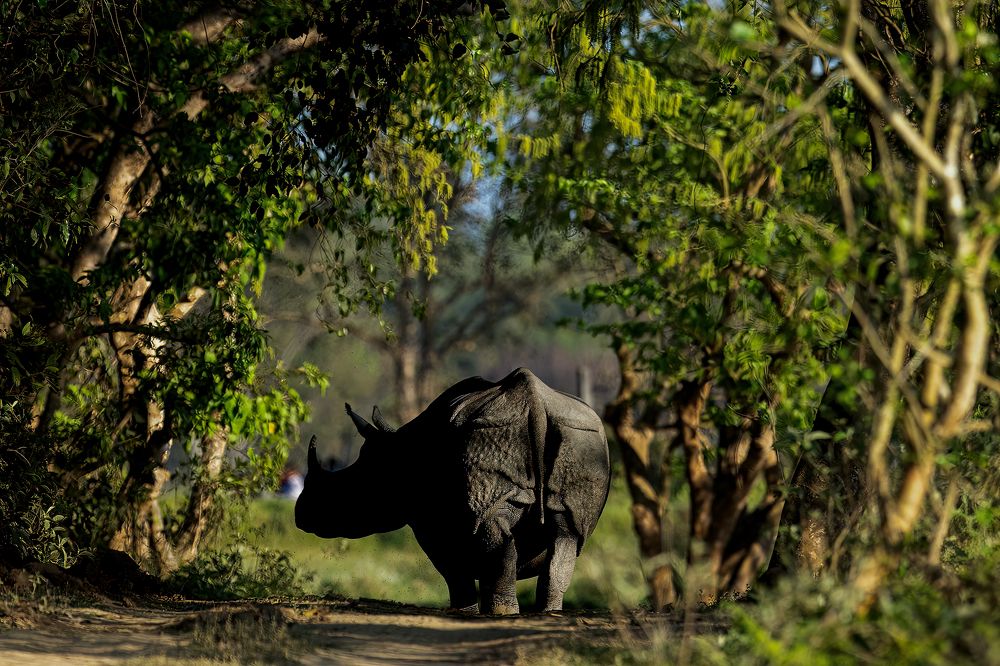 Photograph by SaiKiran Bhagavatula