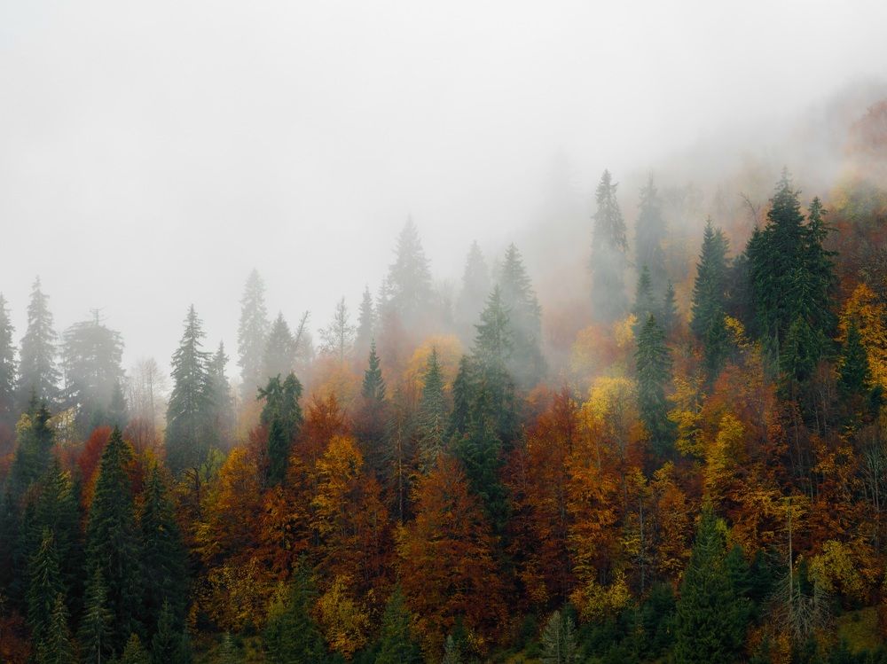 Фотография автора Sebastian Popa