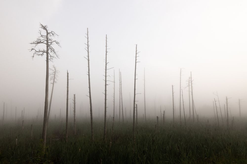 Фотография автора Николай Лазарев