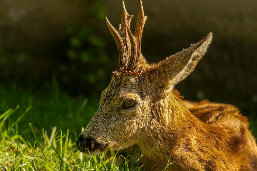 Photograph by Gregor Kobilica