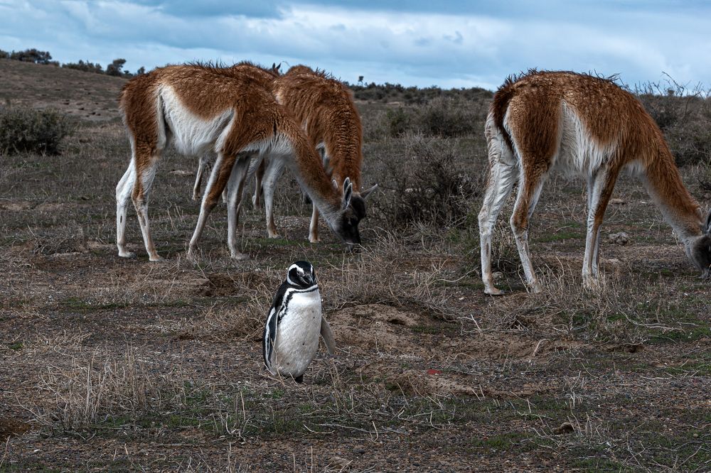 Herd of guanacos together with a friend