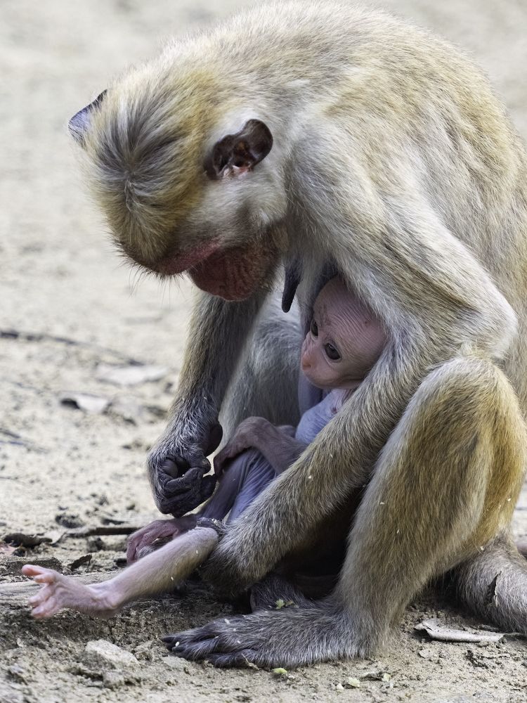 Photograph by HEMAMALI GUNASEKARA