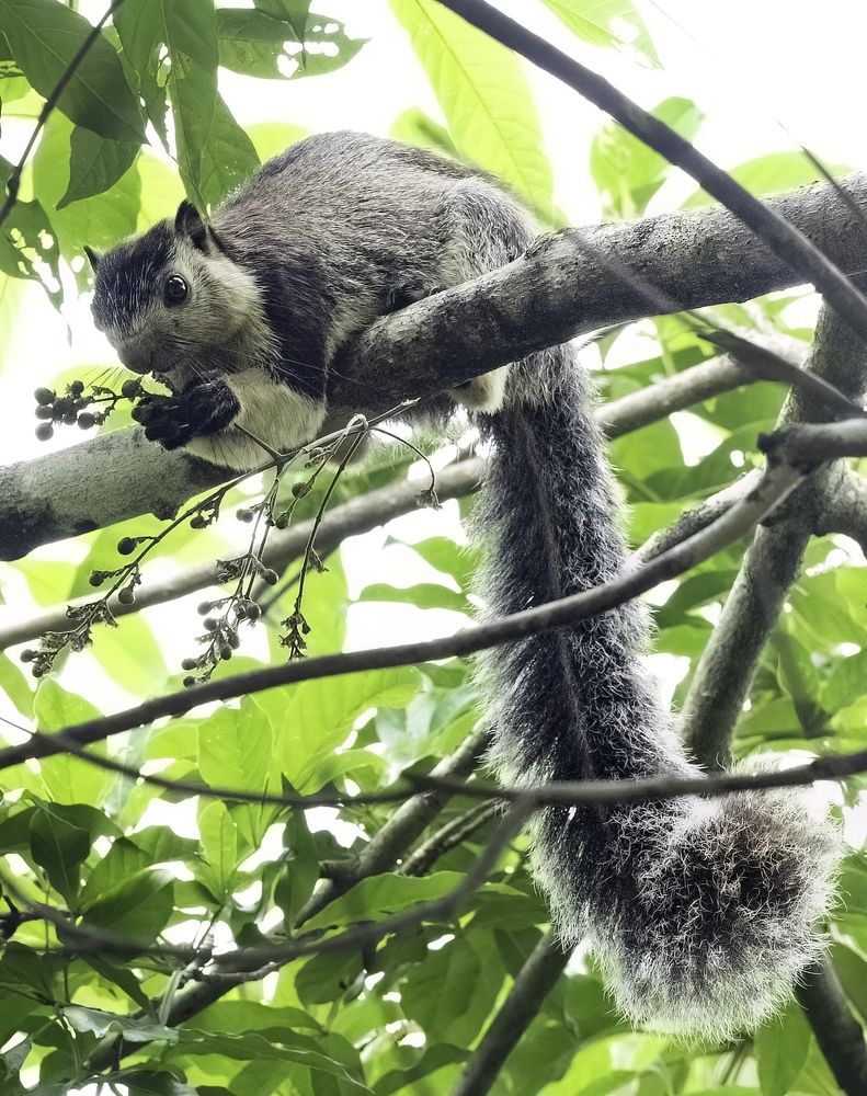 Photograph by HEMAMALI GUNASEKARA