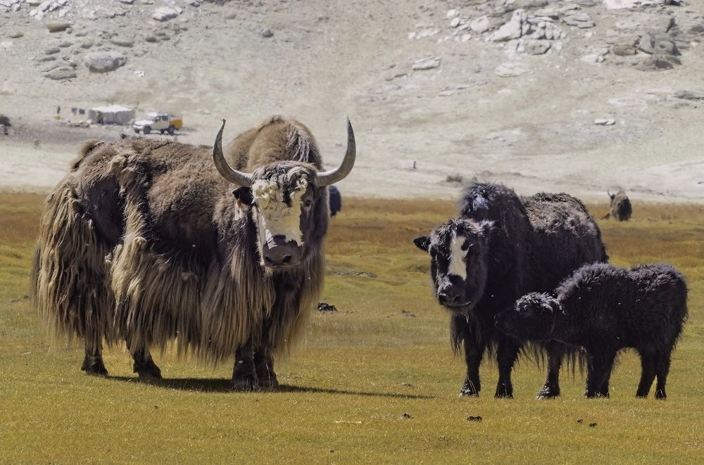 yak