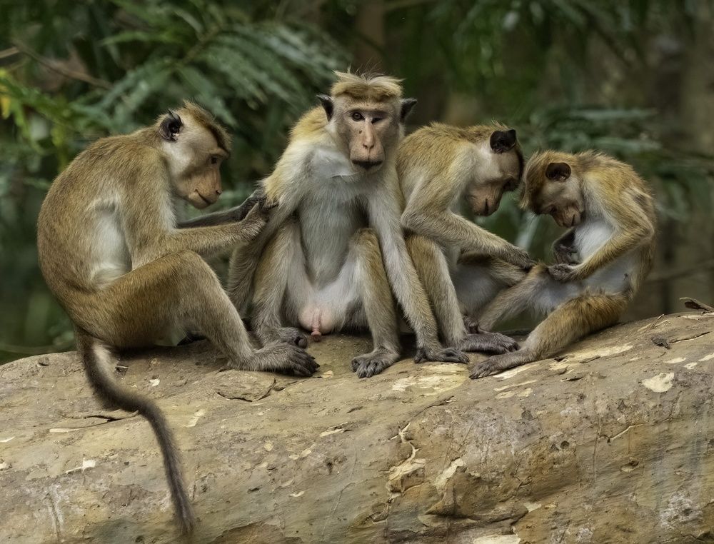 Sri Lankan Macaques