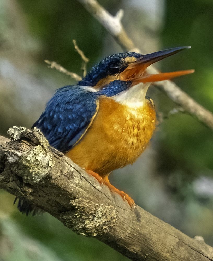 Common kingfisher
