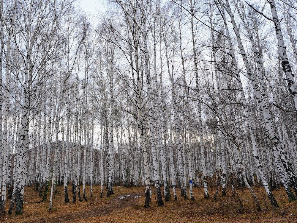 Photograph by Михаил Карнишин
