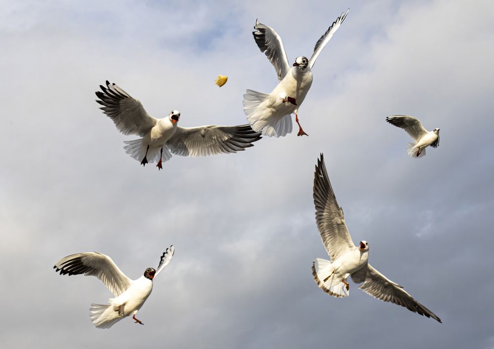 Photograph by Андрей Лопатин